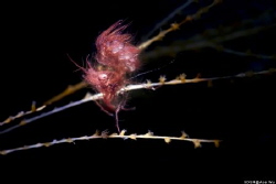 Stand
Location :Lembeh Indonesias
Canon 5dsr
Canon EF ... by Yung Sen Wu 